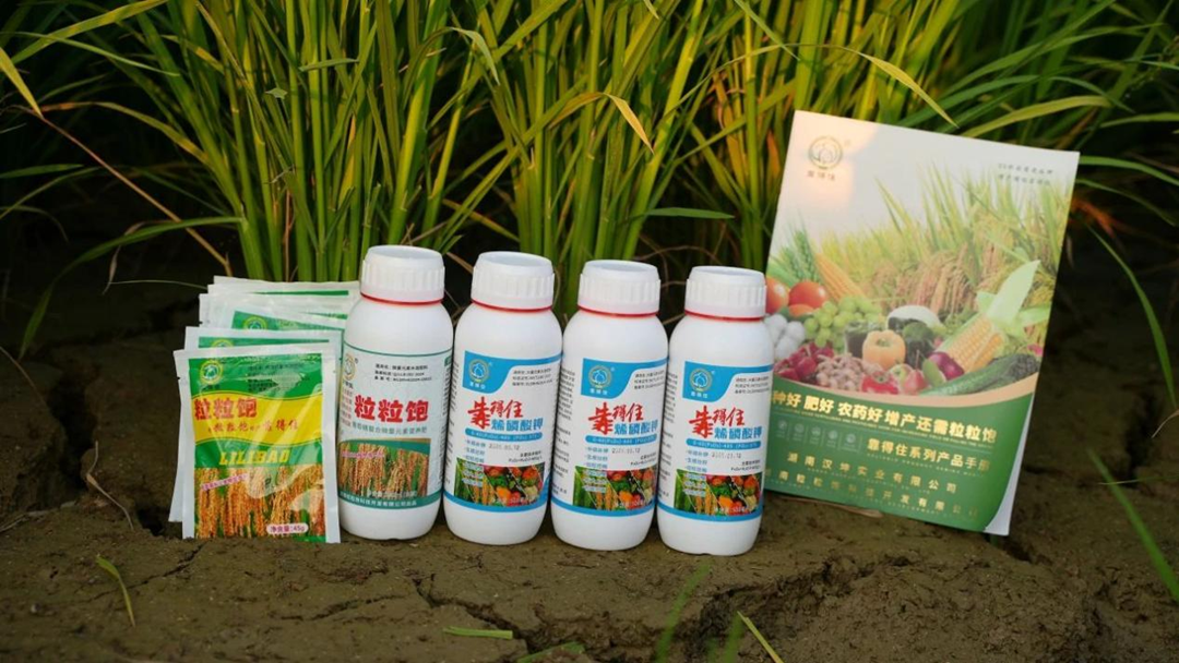 一篇文章，为你解读粒粒饱“靠得住”水稻叶面肥喷施攻略