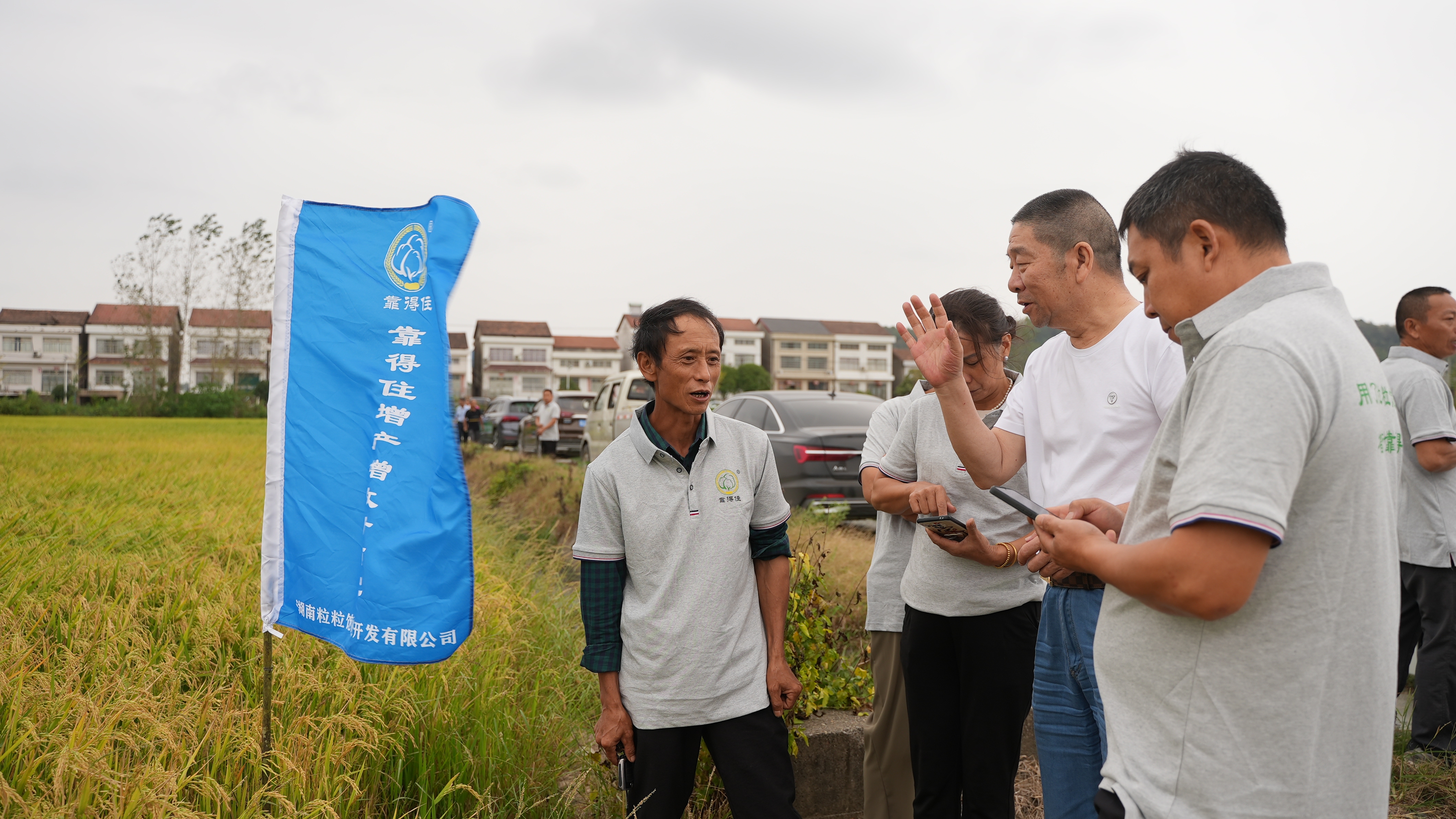 常德临澧站丨喜迎国庆，共鉴大丰收：水稻种植技术交流与成果观摩盛会