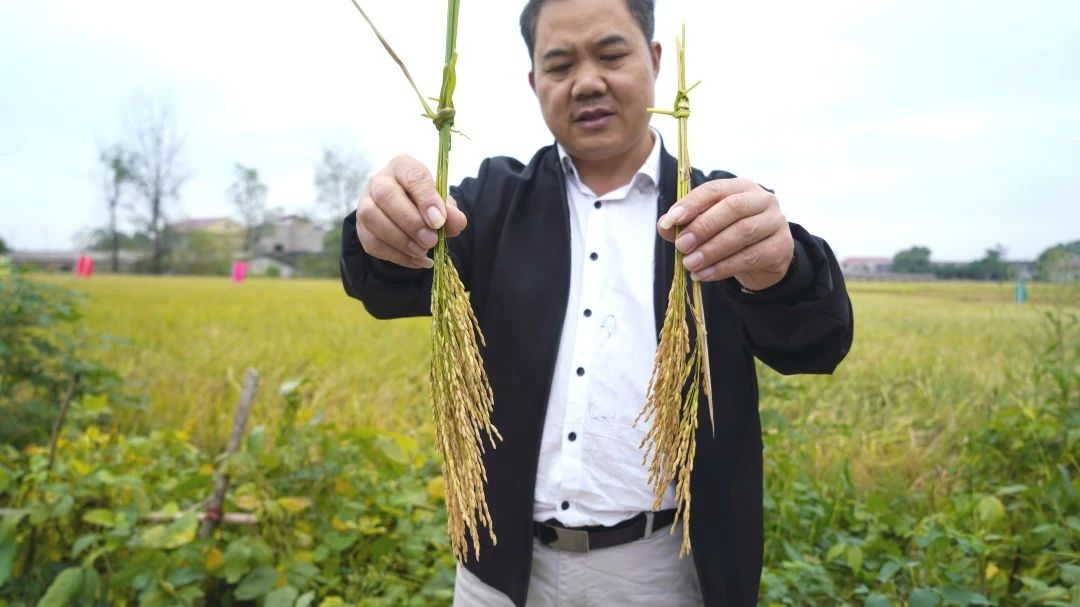 宁乡回龙铺站 丨实地观摩，科学施肥，见证“靠得住”叶面肥真实力