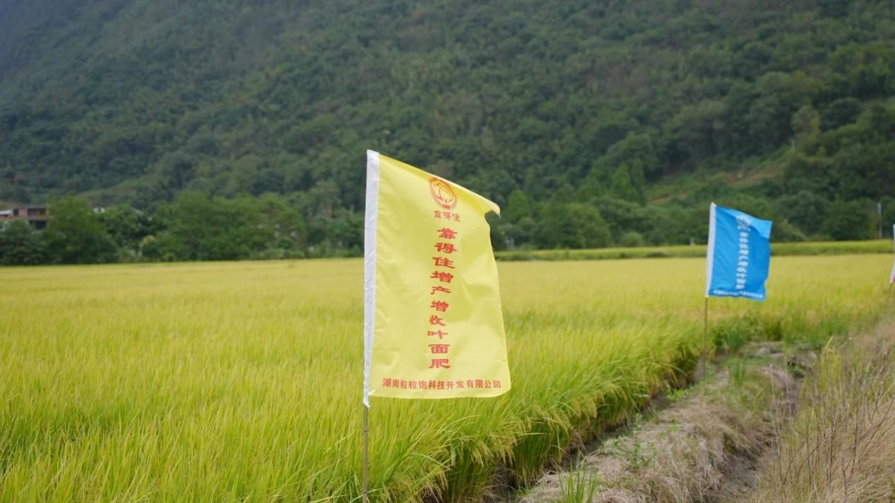 水稻发黄的18大原因，您知道几个？教你这几招来解决！