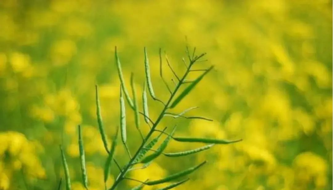 油菜生长周期详解
