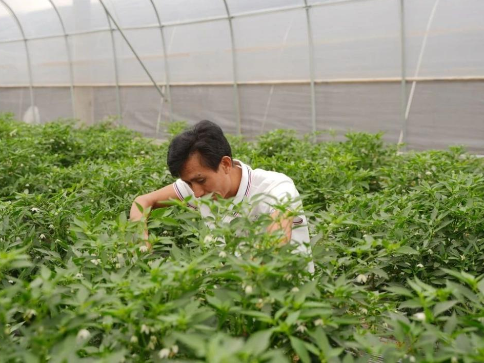 郴州临武县辣椒示范园实录，提质增产“辣”劲足