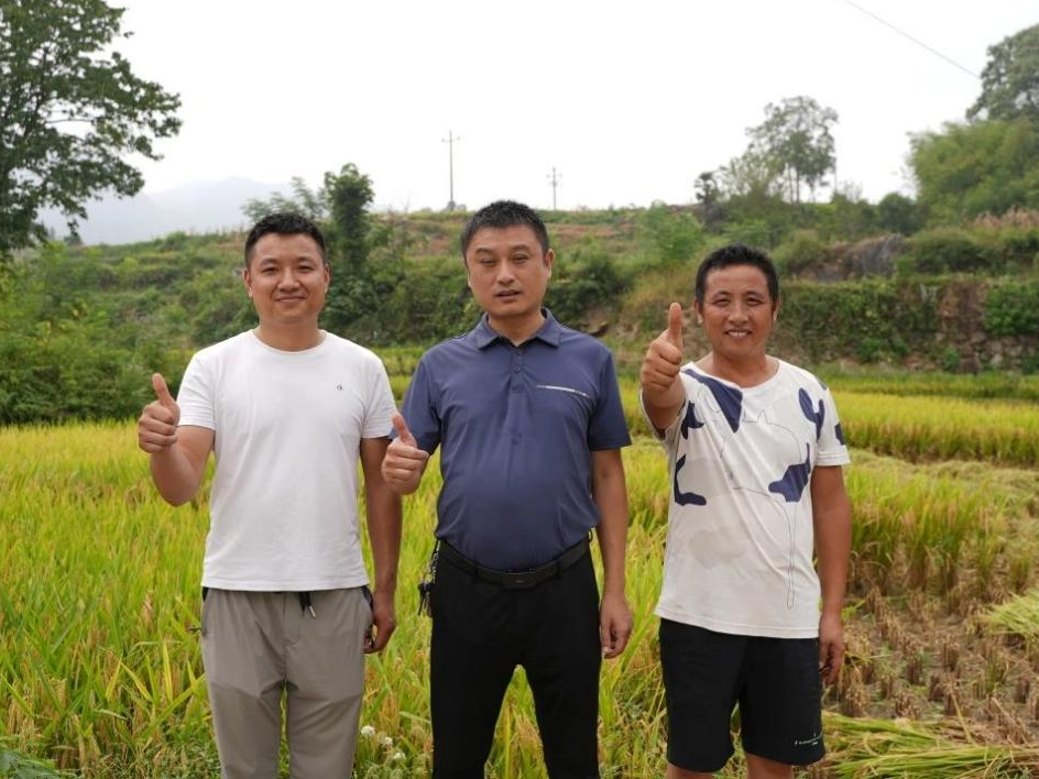 新化县田坪镇大丰收，靠得住叶面肥“神助攻”