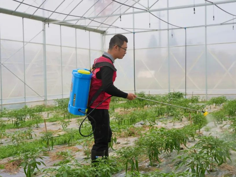 大棚蔬菜、瓜果防寒防冻技术措施