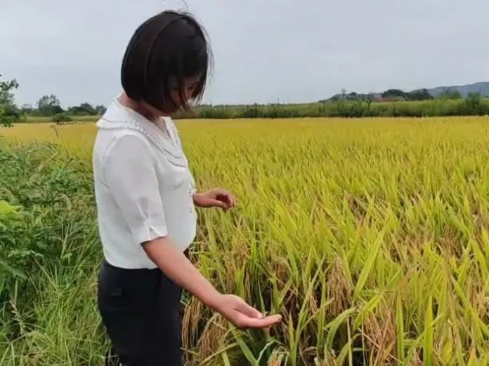 洪水过后，华容县水稻因靠得住叶面肥而焕发新生