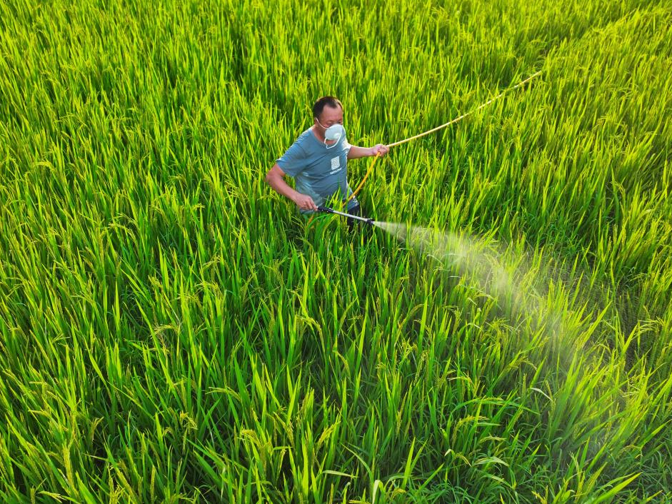 早稻育秧新法，无需高温催芽