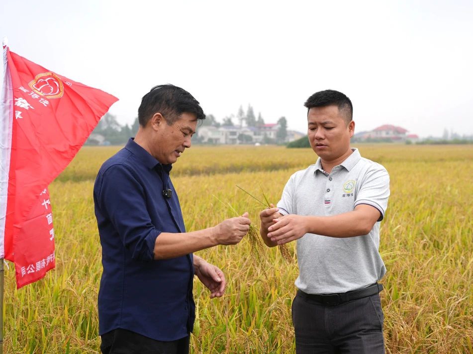 中央一号文件：全国粮油作物单产提升！种粮大户如何跟上一号任务政策红利？答案在湖南粒粒饱这里！