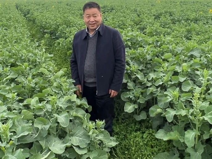 种油菜需要什么肥料？“靠得住”油菜高产肥促高产