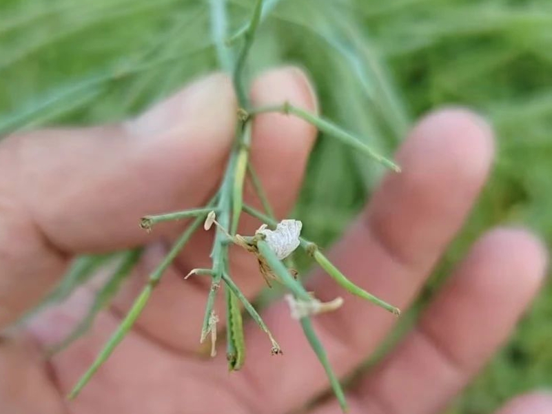 紧急！湖南高温，油菜田爆发菜青虫+蚜虫双重突袭！