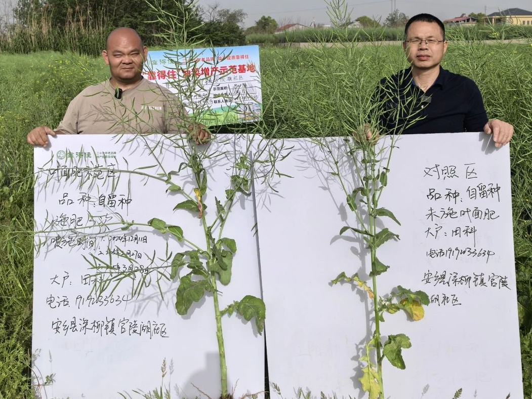 三次喷施，结荚效果有多好？常德安乡田师傅亲证“靠得住”肥力