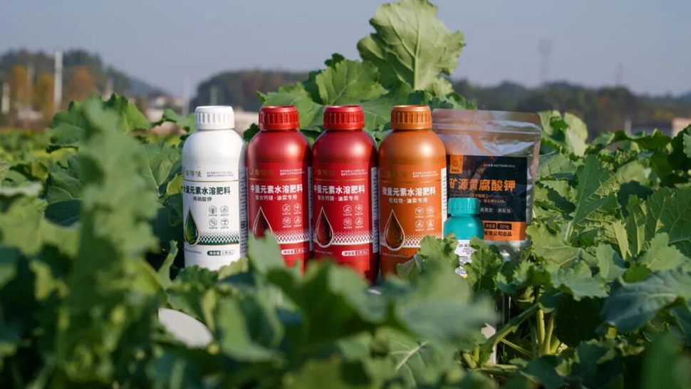 治好病害后，油菜为何还能绿回来？解密“靠得住”叶面营养的关键作用