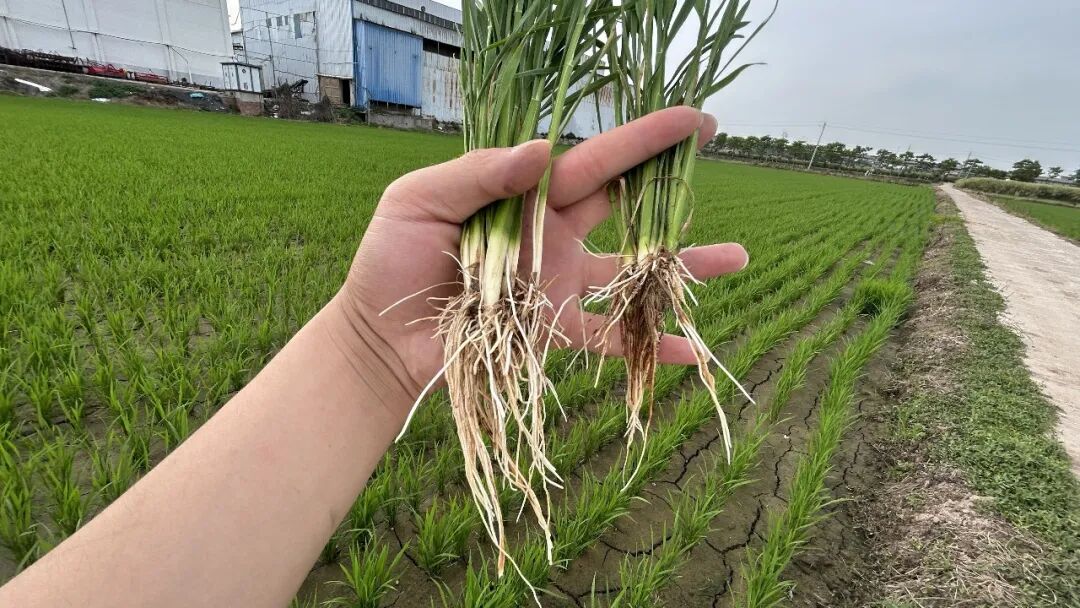 有效分蘖vs无效分蘖，一眼分清