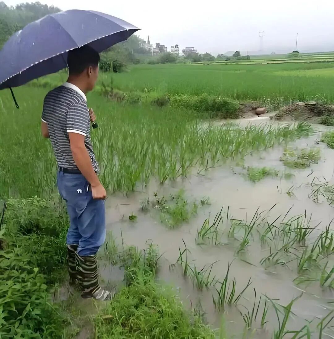 暴雨泡田别慌！湖南粒粒饱给出分蘖期救苗三步法，照着做就行