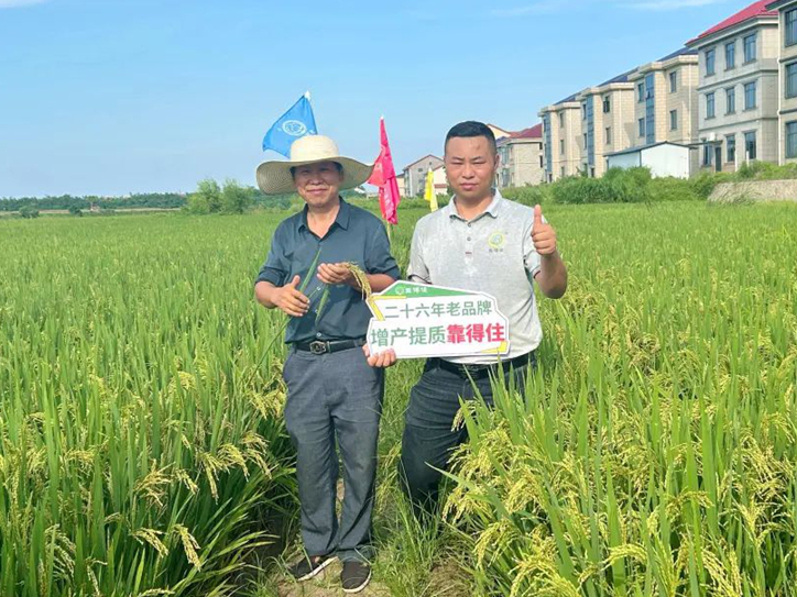 早稻预计亩产1400斤，常德澧县水稻增产秘笈大公开