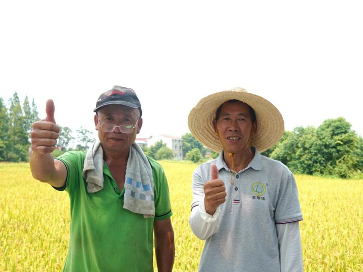 必知！增加水稻每穗粒数的关键方法，错过亏大了！