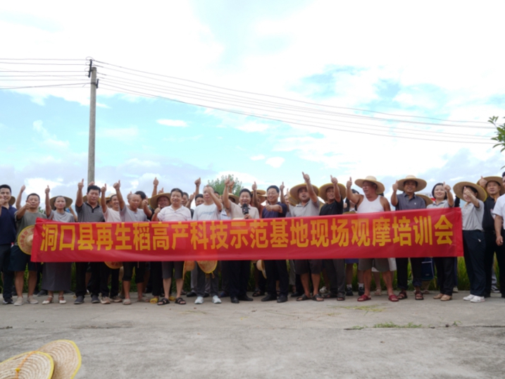 科技兴农丨洞口县再生稻示范基地测产观摩会亮点纷呈，验收成果显著