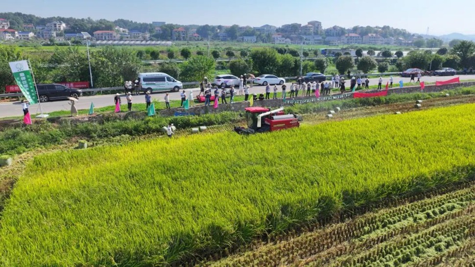 增产有良方！娄底娄星稻田这场观摩会藏“玄机”！