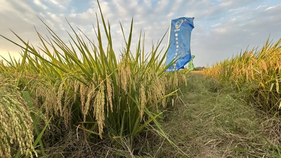 紧急通知！晚稻种植户请一定重视！国庆之后第二轮低温和连续阴雨来袭，务必抓紧应对！