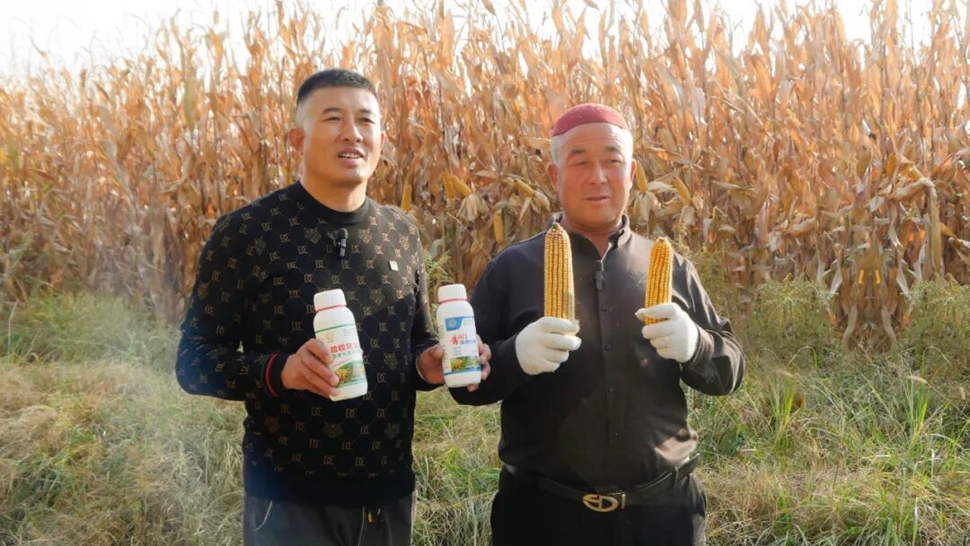 让新疆的玉米更高产，看伊犁马大哥选对了什么？