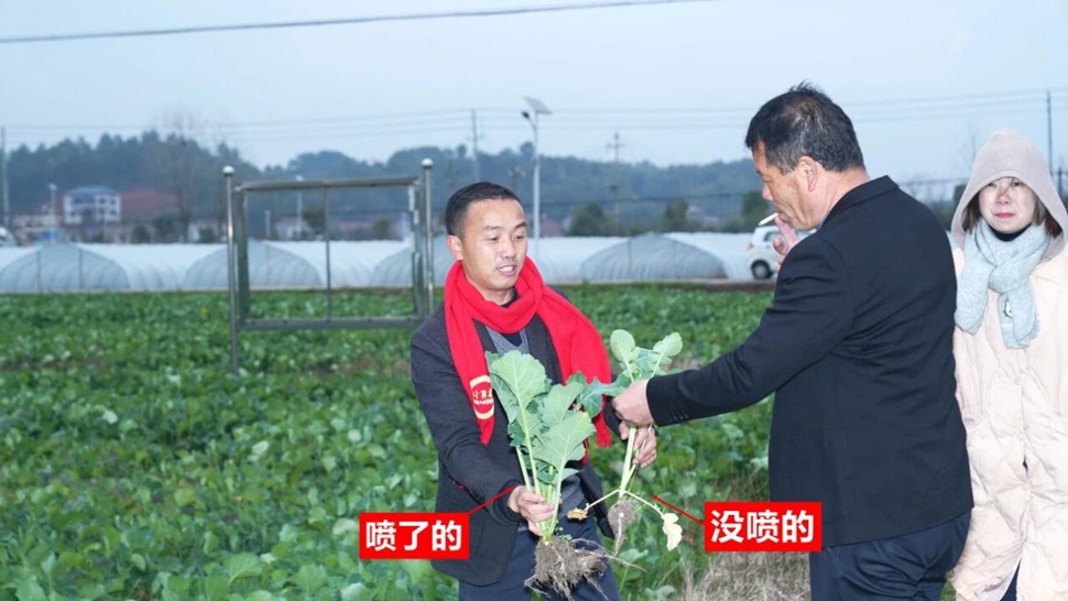 冬天油菜不怕冻，这叶面肥管用不？醴陵这场观摩会告诉你