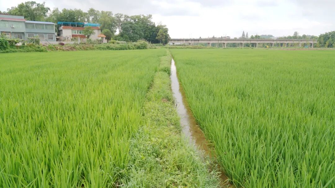 春耕不慌，杂草早防：湖南稻田控草实用技术