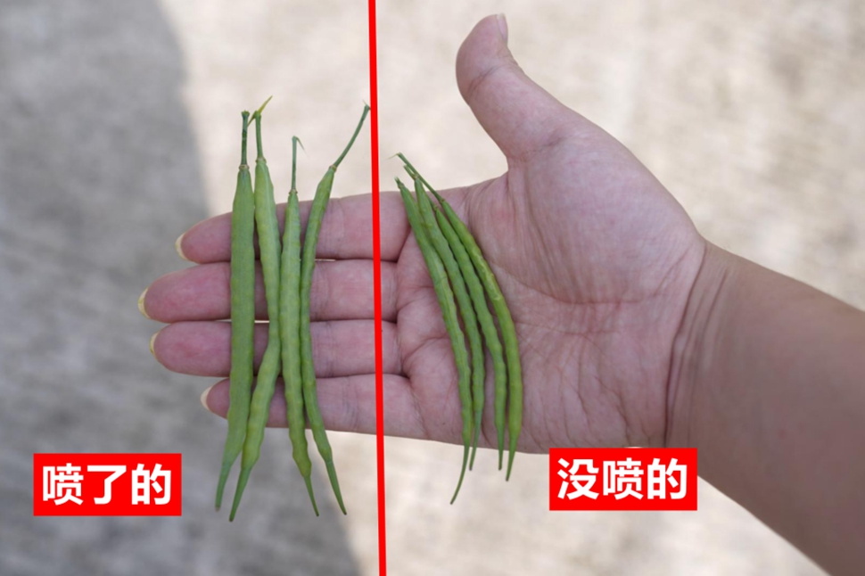 亩产280斤跃升到400斤，看看宁乡油菜种植大户怎么说