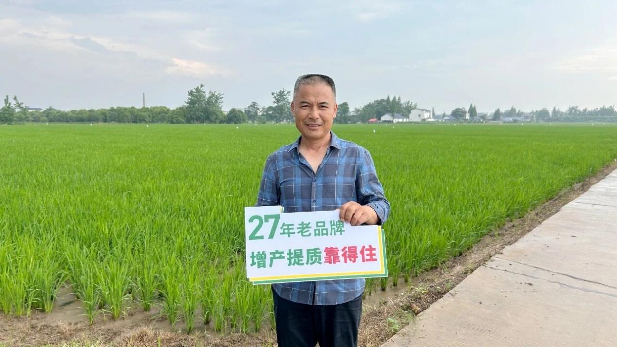 为什么老用户口碑这么好？水稻分蘖多、根系壮、叶片厚，益阳大通湖实地效果看得到
