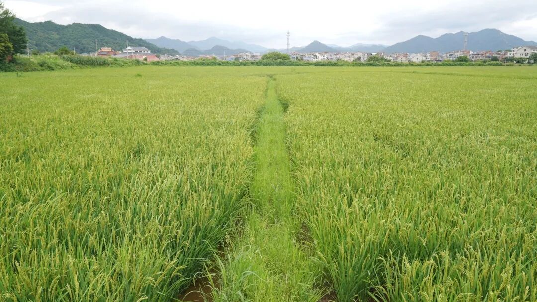 又迎新一轮暴雨，今年早稻后期该如何管理？