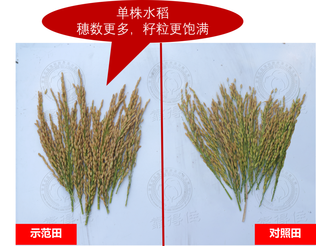 灌浆期最怕啥？早衰、倒伏、秕谷多！