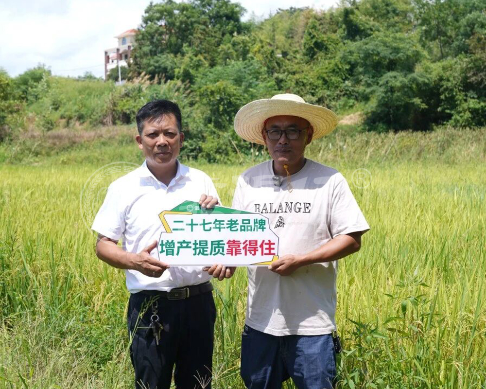 水稻灌浆期叶面肥：如何促进灌浆饱满、提升千粒重