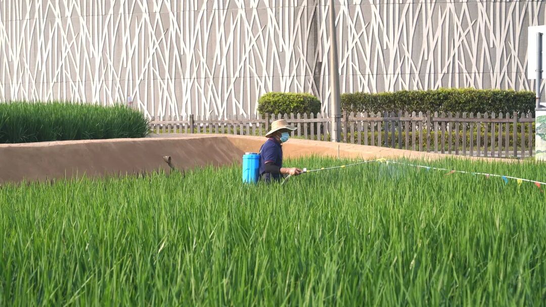 药肥一混就起絮，药肥挂不住叶面，咋办？